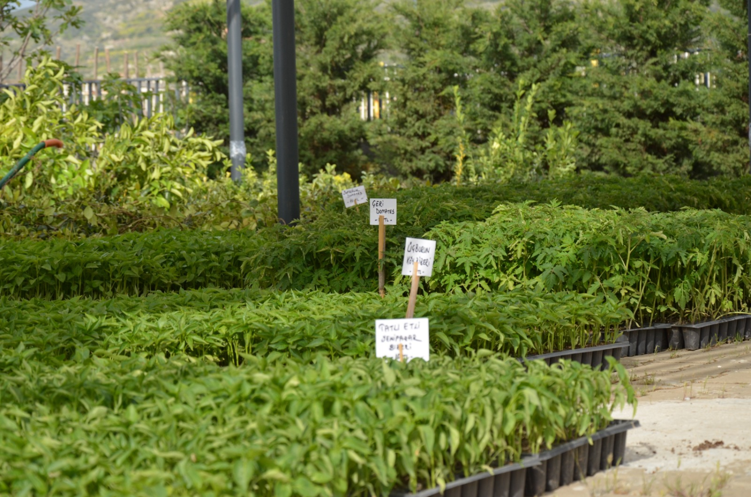 Efes Tarlası Yaşam Köyü’nde yerel tohumlarla üretim devam ediyor